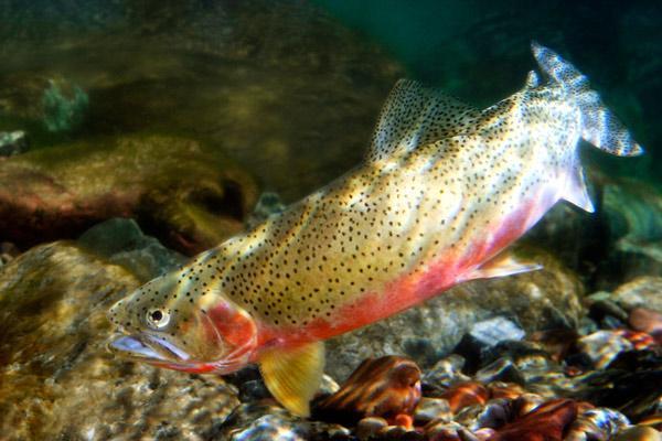 wyoming trout fishing tips picture and link